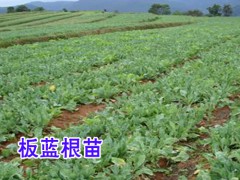 板蘭根籽多少錢_板藍(lán)根種植季節(jié)時(shí)間圖3