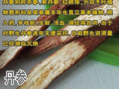 丹參泡酒有什么功效與作用圖3