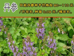 丹參苗多少錢?_丹參苗多少一顆_云南生物開(kāi)發(fā)有限公司圖3