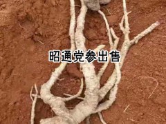 云南黨參哪里多?圖2