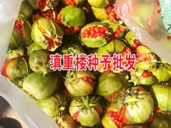 重樓根莖種植的較好季節(jié)圖3