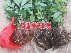 重樓育苗的較好時(shí)間圖2