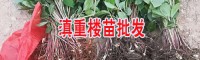 云南昭通市2年滇重樓苗價(jià)格