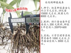 云南三叉白芨價格_白芨種苗銷售信息圖2