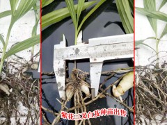 湖北宜昌市五峰縣白芨苗的價(jià)格圖2