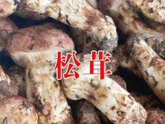 云南大理洱源都有哪些特產(chǎn)@洱源特產(chǎn)菌信息圖2