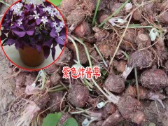 江蘇花卉苗木場|沭陽花卉批發(fā)圖3