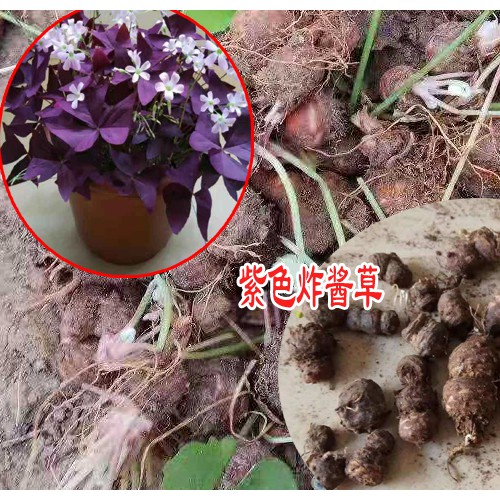 沭陽(yáng)花卉苗木廠家是多少?