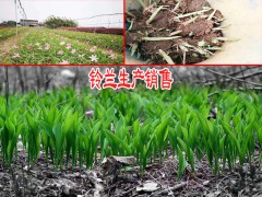 養(yǎng)風(fēng)雨蘭多久施一次肥圖3