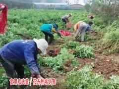 食用玫瑰種植賺錢嗎圖2