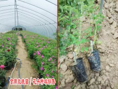 食用玫瑰種植賺錢嗎圖3