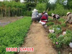 食用玫瑰種植如何選地圖2