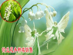 鈴蘭生種植方法圖2