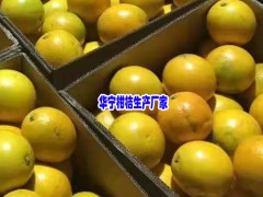 玉溪華寧萬畝柑桔_公司聯(lián)系圖2