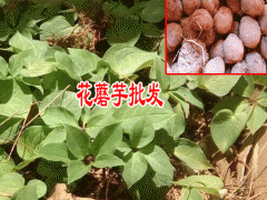 永勝魔芋種植基地_麗江魔芋扶貧項(xiàng)目圖2