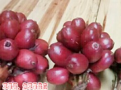 草果醬、泡草果圖片圖1