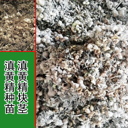 云南/四川/貴州滇黃精種塊莖_求購滇黃精塊莖_滇黃精塊莖和苗