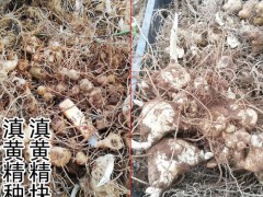 黃精塊莖種苗_安國雞頭黃精塊莖價格_滇黃精育苗用塊莖量圖2