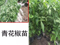 花椒苗批發(fā)_花椒苗價(jià)格_花椒(苗)畝產(chǎn)在多少?圖2