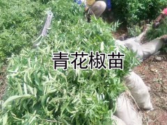 花椒苗批發(fā)_花椒苗價(jià)格_花椒(苗)畝產(chǎn)在多少?圖3