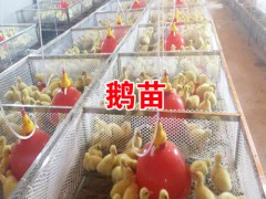 肉鵝養(yǎng)殖場_肉鵝苗養(yǎng)殖廠家價格圖2