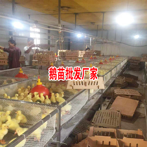 新肉鵝價格行情_云南大理肉鵝養(yǎng)殖合作社