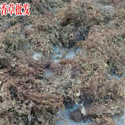 靈香草種植技術(shù)_靈香草圖片_中藥靈香草