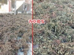 廣西靈香草_靈香草價(jià)格_云南香草靈圖2