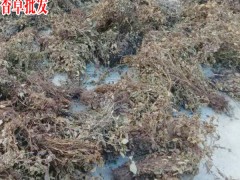 靈香草功效_靈香草和排草_靈香草行情_靈香草產(chǎn)地圖2