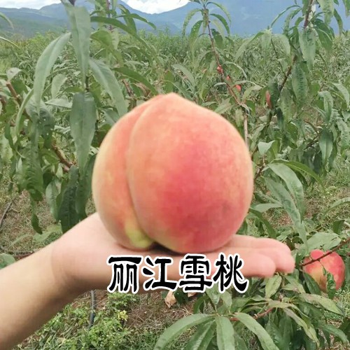 云南(滇)雪桃苗_適合云南種植的雪桃苗銷售信息