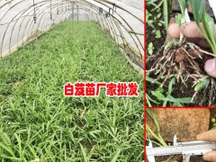 昆明市呈貢區(qū)三叉白芨種苗0.76/棵圖3