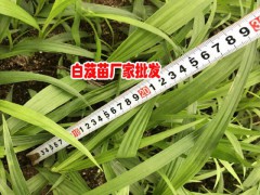 白芨種植周期是多長，什么時(shí)候可以采收?qǐng)D1