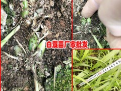 白芨種植周期是多長，什么時(shí)候可以采收?qǐng)D2