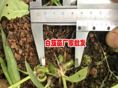 白芨種植周期是多長，什么時(shí)候可以采收?qǐng)D3