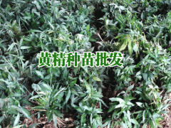 黃精種苗價(jià)格_中藥黃精種苗價(jià)格　圖1