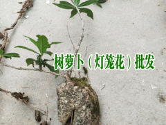 樹蘿卜_云南樹蘿卜什么時(shí)候開花圖3