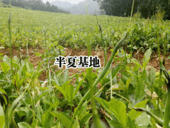 2019赫章縣中藥材種植農(nóng)民專業(yè)合作社產(chǎn)品圖片圖2