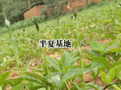 2018-2019半夏種子_半夏怎么種植較好圖3