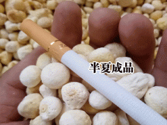 半夏的收獲(上市)在什么時(shí)候？圖2