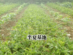 半夏合作社_銷(xiāo)售半夏種子_半夏種植技術(shù)指導(dǎo)圖2