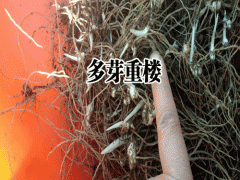 續(xù)斷種植每畝10000株左右圖3