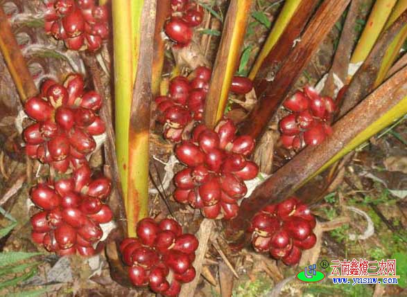 草果種植技術(shù)