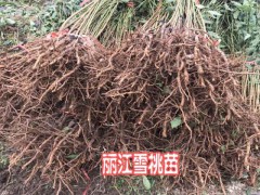 麗江雪桃苗種植_麗江三種雪桃苗種植模式圖3