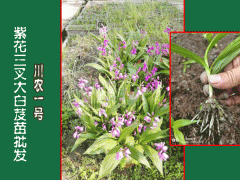 2019.2.27陜西白芨多少錢一棵?圖2