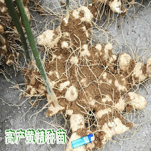 黃精種植耐寒能力怎么樣如何管理