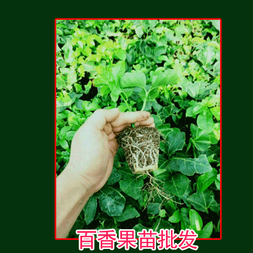 百香果_黃金百香果，臺(tái)農(nóng)唐2號百香果苗圖片