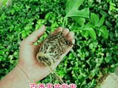 百香果_黃金百香果，臺農(nóng)唐2號百香果苗圖片圖3