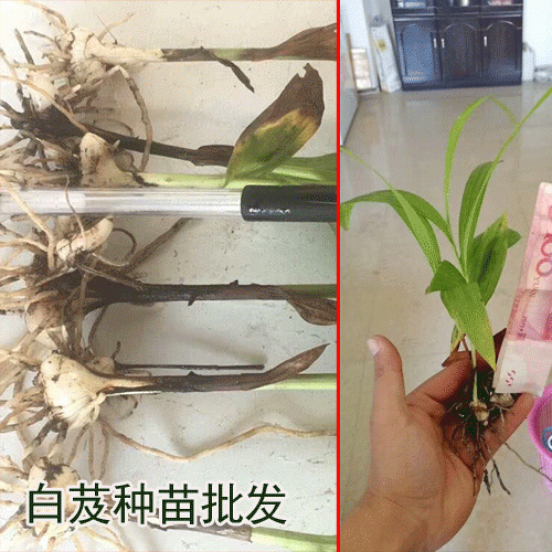 廣東,廣西,云南,四川白芨種苗出售(附圖)_白芨種植?；厥? onmouseover=