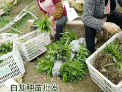 廣東,廣西,云南,四川白芨種苗出售(附圖)_白芨種植保回收?qǐng)D2