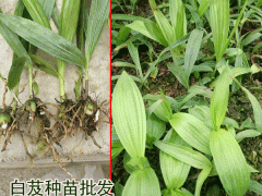 廣東,廣西,云南,四川白芨種苗出售(附圖)_白芨種植?；厥?qǐng)D3